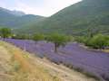  Provence - Photo Nr: 1004